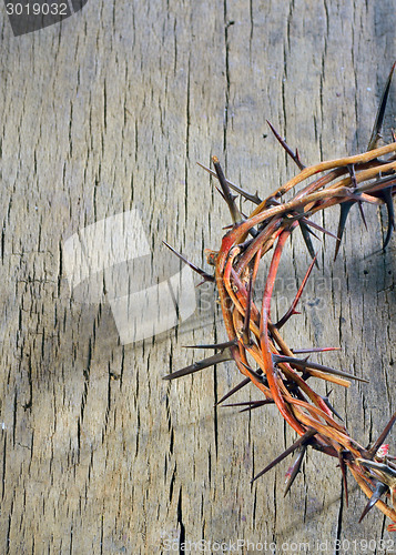 Image of crown of thorns