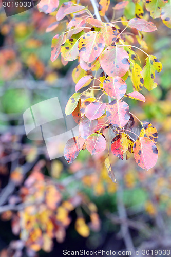 Image of Colorful autumn leaves 