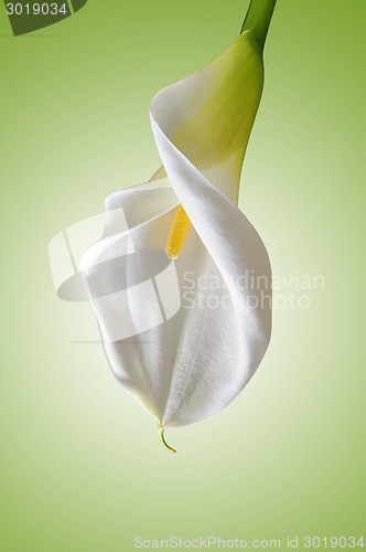 Image of white calla