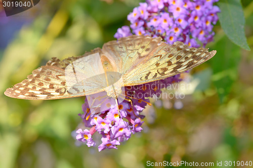 Image of Monarch butterfly (Danaus plexippus) 