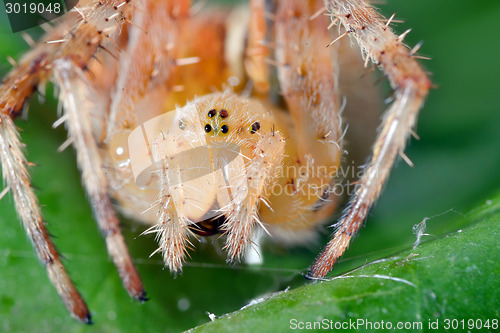 Image of Macro shot of a  spider