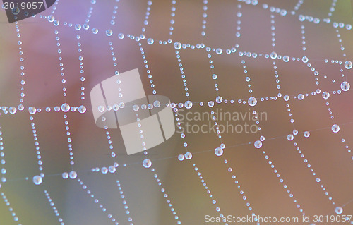 Image of  spider web with dew drops