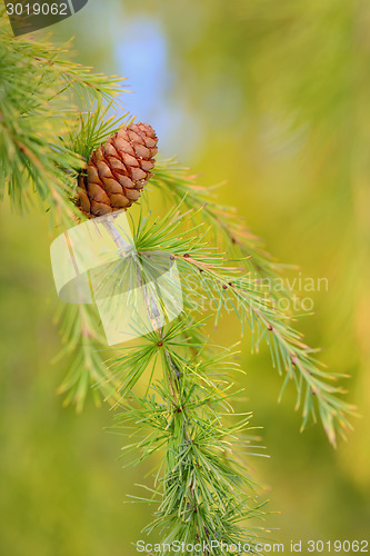 Image of Close up cone on pine