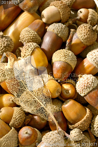 Image of ripe acorns