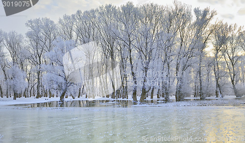 Image of winter trees covered with frost