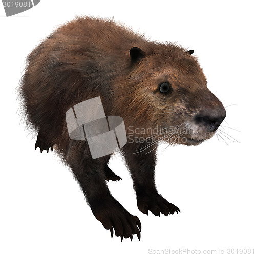 Image of Beaver on White