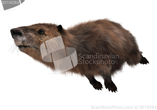 Image of Beaver on White