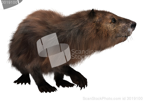 Image of Beaver on White