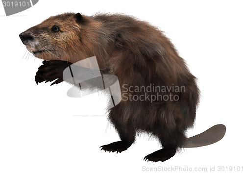 Image of Beaver on White