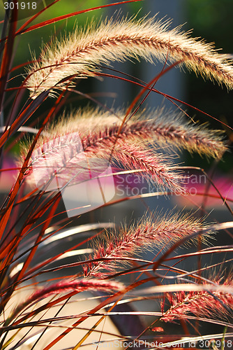 Image of Grass ears