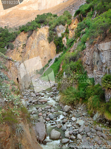 Image of vegetation at Colca Canyon