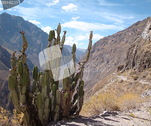 Image of Colca Canyon