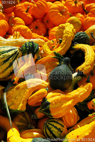 Image of Pumpkins and gourds