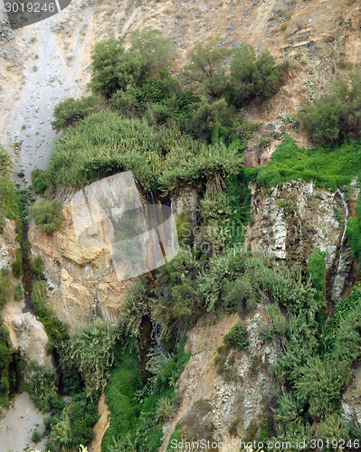 Image of vegetation at Colca Canyon