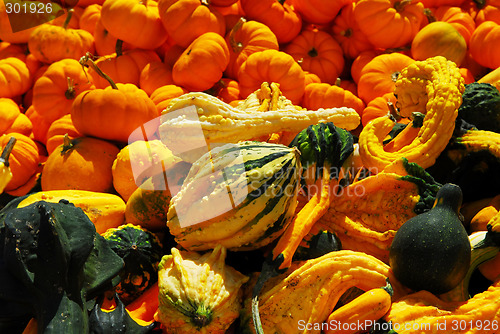 Image of Pumpkins and gourds