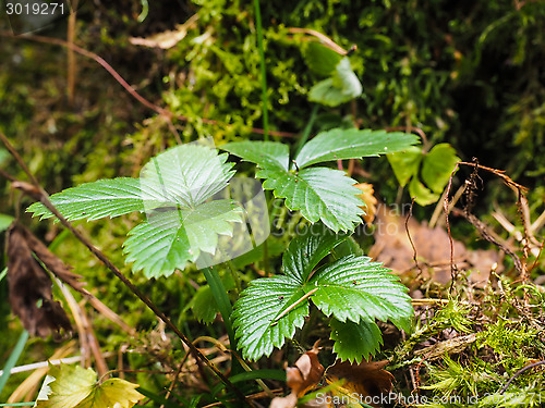 Image of Wild green strawberry plant in forest over moss and lichen