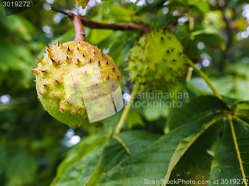 Image of Closeup of unripe chestnut maturing on tree with fresh green lea