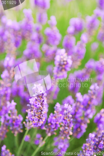 Image of Lavender