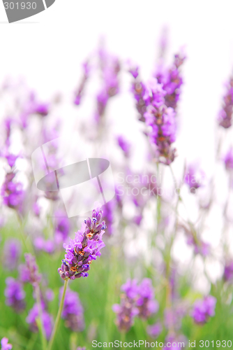 Image of Lavender