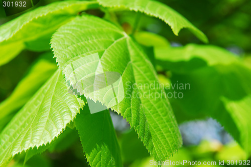 Image of Green leaves