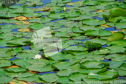 Image of Water lilies