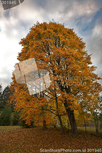 Image of Autumn