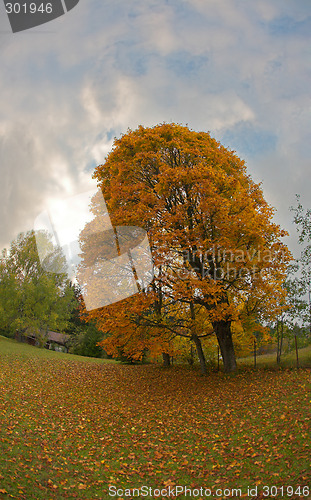 Image of Autumn