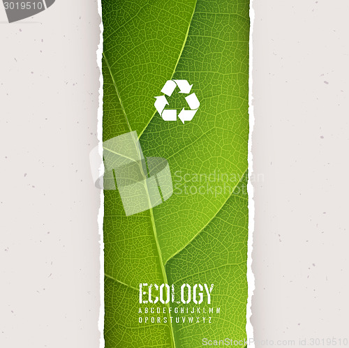 Image of Green leaf texture under torn paper with recycling symbol. Vecto