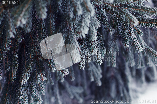 Image of Fir tree with natural frost.