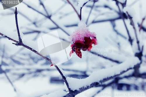 Image of Birds pecked viburnum berries at winter, closeup shot.