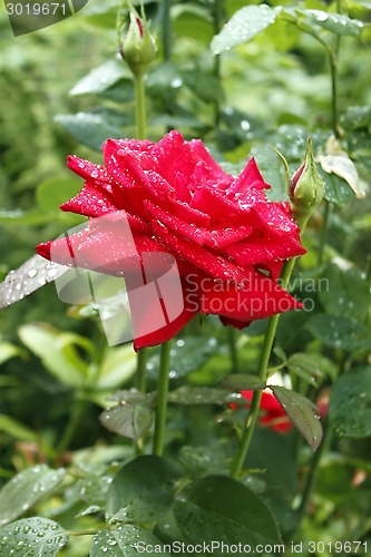 Image of Rose with water droplets