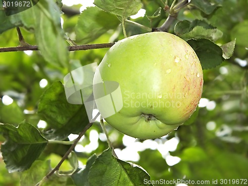 Image of Apple with water droplets