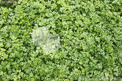 Image of Green plants of leaf parsley