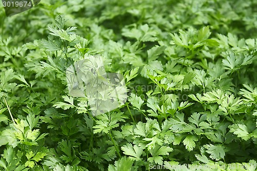Image of Green plants of parsley
