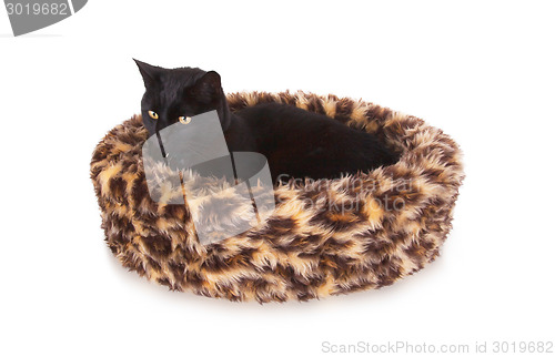 Image of Black cat resting