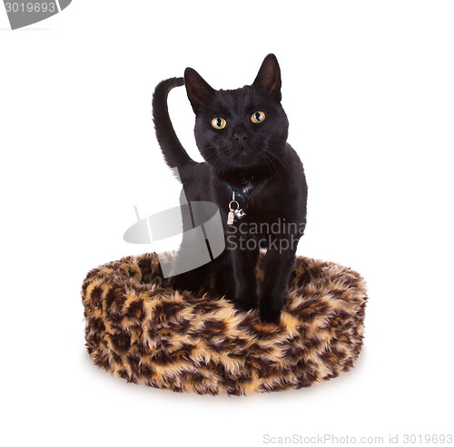 Image of Black cat resting