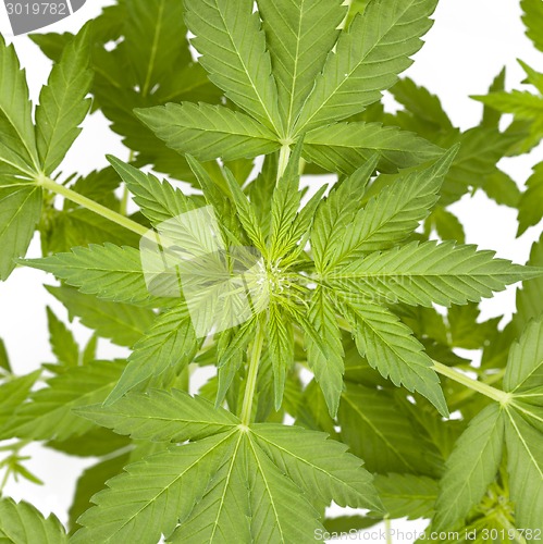 Image of Marijuana plant