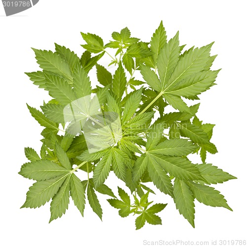 Image of Marijuana plant