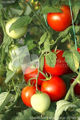 Image of Bunch of red tomatoes in greenhouse