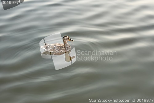 Image of Lonely mallard on calm water
