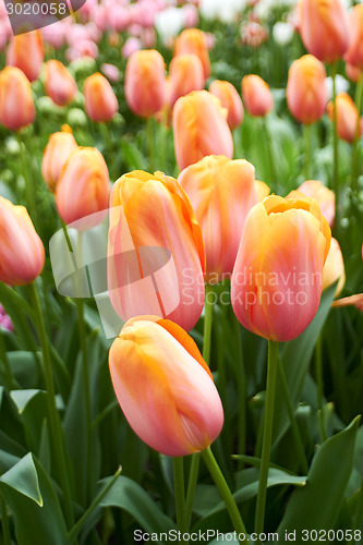 Image of colourful Tulips in Keukenhof Flower Garden,The Netherlands