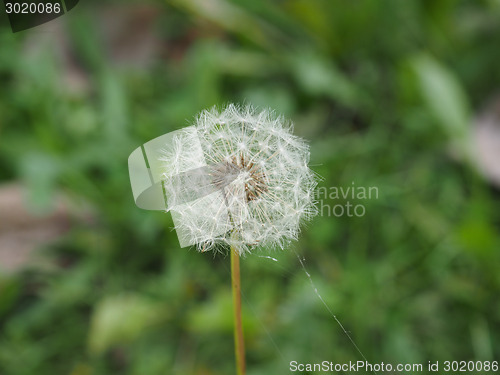 Image of Dandelion flower