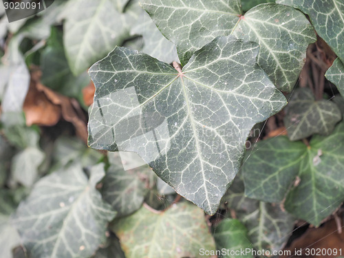 Image of Ivy leaves