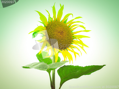 Image of Retro look Sunflower flower