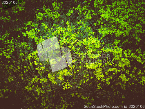Image of Retro look Forsythia flowers