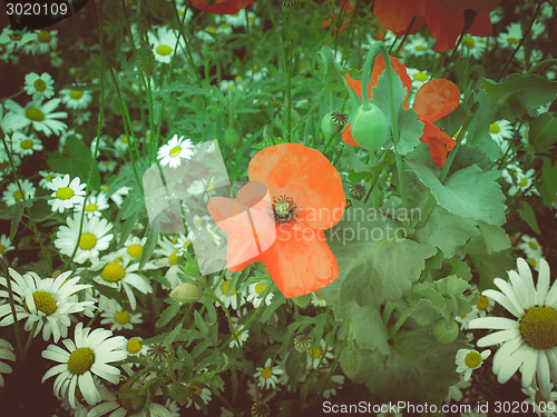 Image of Retro look Papaver flower