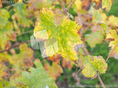 Image of Vitis plant leaf