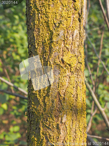 Image of Tree bark