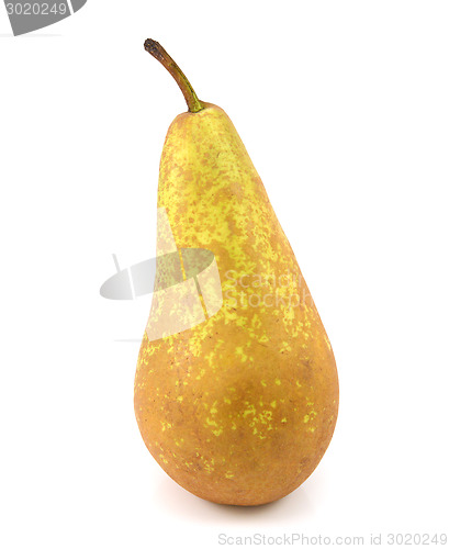 Image of Green Conference pear standing upright