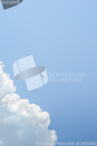 Image of small swallow in deep blue sky